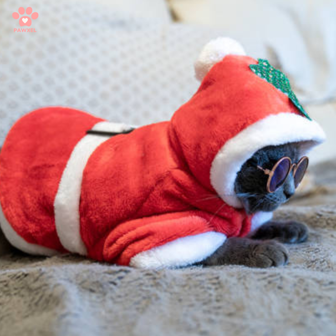 Christmas Pet Outfit